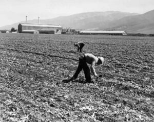 Dorothea Lange (1895 - 1965). Spreckels sugar factory and sugar beet field with Mexican and Filipino workers thinning the beets. Monterey County, California. April 1939. Gift of Aleli Parlor No. 102, Native Daughters of the Golden West.