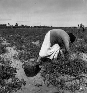 Dorothea Lange (1895 - 1965). Mexican grandmother of a migrant family picking tomatoes in a commercial field. Santa Clara county, California. October 1938.