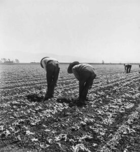 Dorothea Lange (1895 - 1965). Filipino boys thinning lettuce. Salinas Valley, California. April 1939. Gift of Bud Antle Inc, Salinas CA.