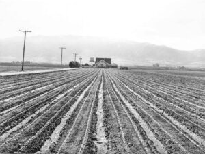 Russell Lee (1903 - 1986). Young lettuce. Salinas, California. December 1941. Gift of the Bradford Family in memory of Katie Hitchcock, Salinas CA.
