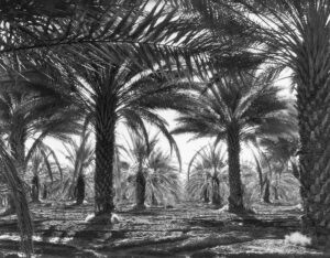 Dorothea Lange (1895 - 1965). Date Palms. Coachella Valley, California. March 1937.
