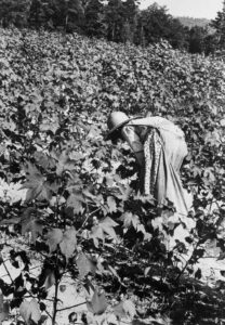 Walker Evans (1903 - 1975). Lucille Burroughs picking cotton. Hale County, Alabama. Summer 1936.